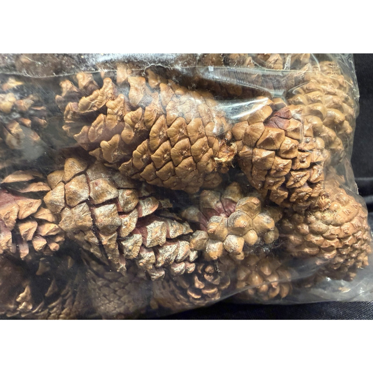 2 lbs Christmas 1-2 Inch Small Brown Pine Cones Thanksgiving Crafts Wreaths 3QTS