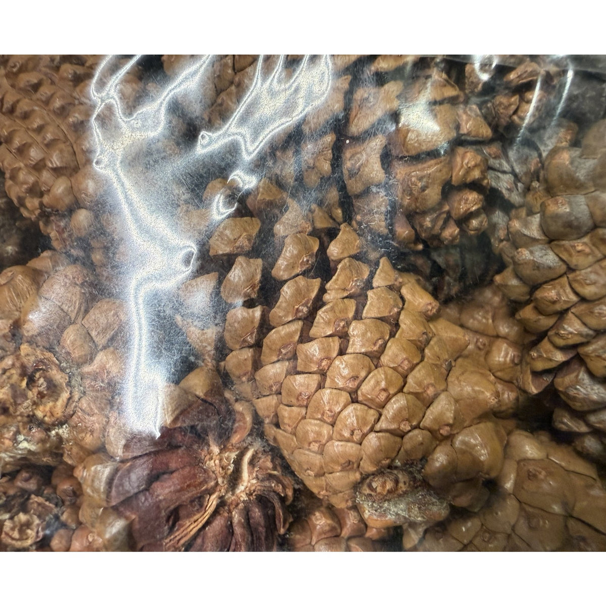 2 lbs Christmas 1-2 Inch Small Brown Pine Cones Thanksgiving Crafts Wreaths 3QTS