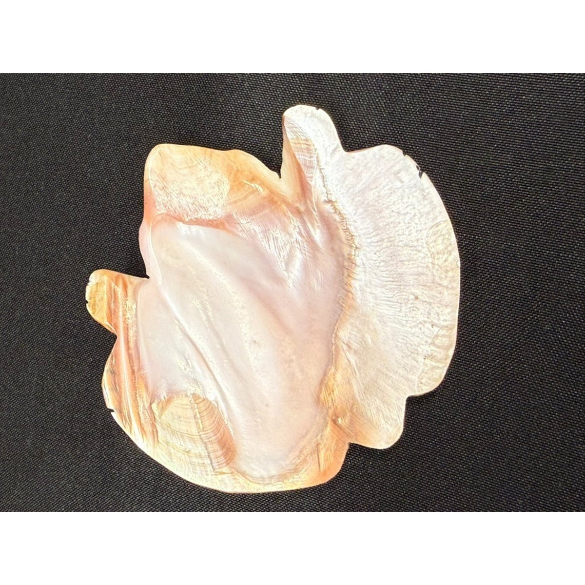 Native American Zuni Shell Fetish Frog Carving w/ Turquoise dots 3"x 3"