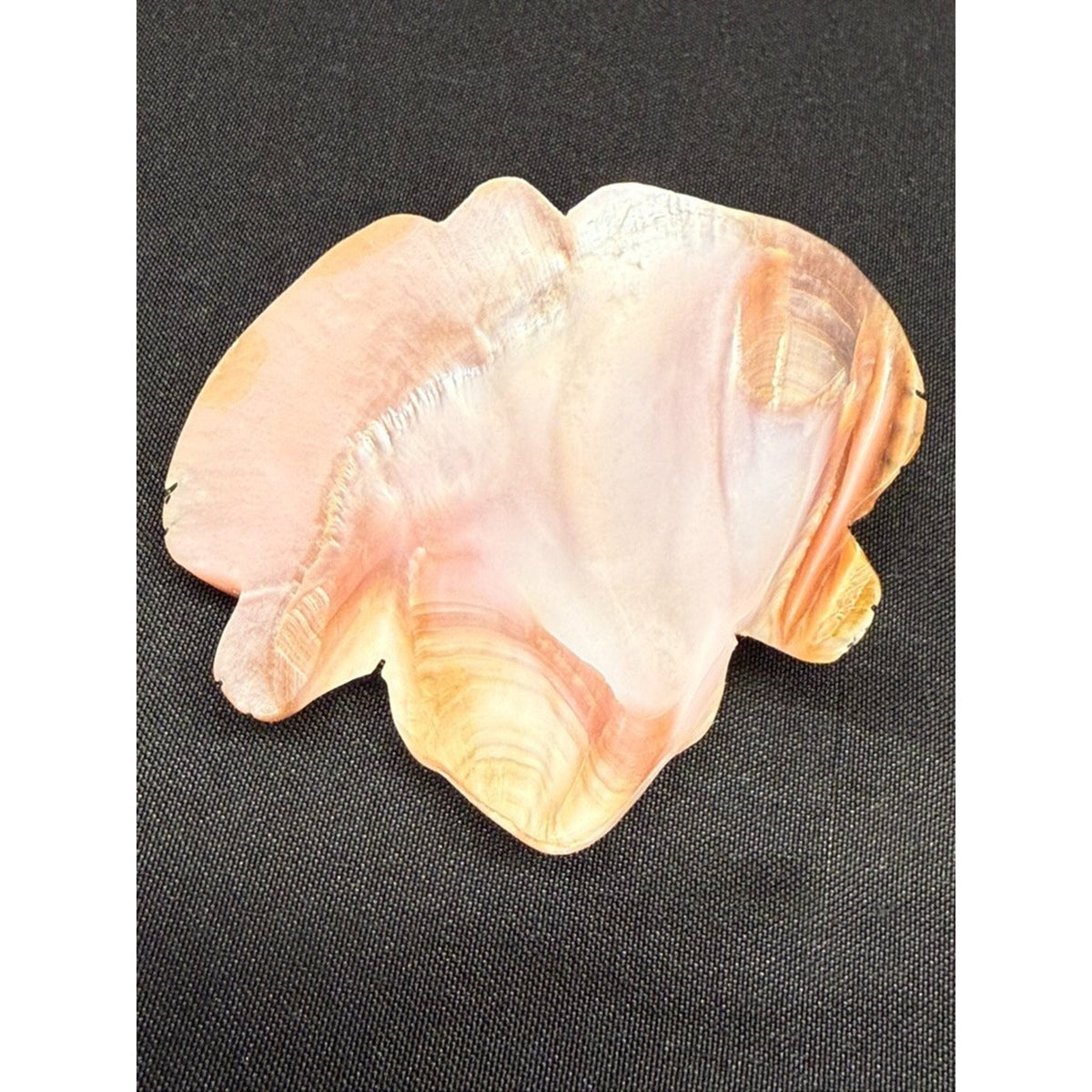 Native American Zuni Shell Fetish Frog Carving w/ Turquoise dots 3"x 3"